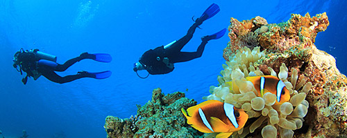 Tauchen Sie ein in die artenreiche Unterwasserwelt rund um die Küste von Honduras
