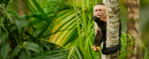 Diese Tierarten kann man in den Nationalparks von Costa Rica zu Gesicht bekommen
