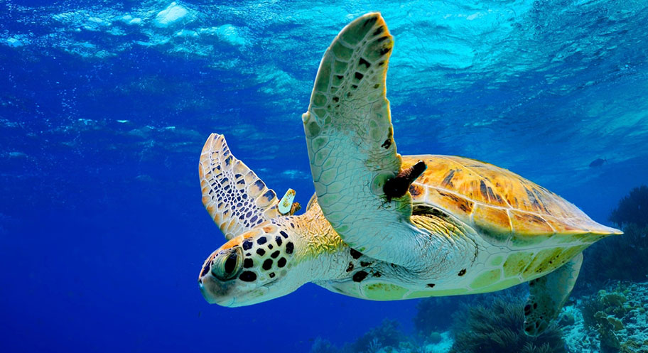 Meeresschildkröten Nicaragua Rundreisen