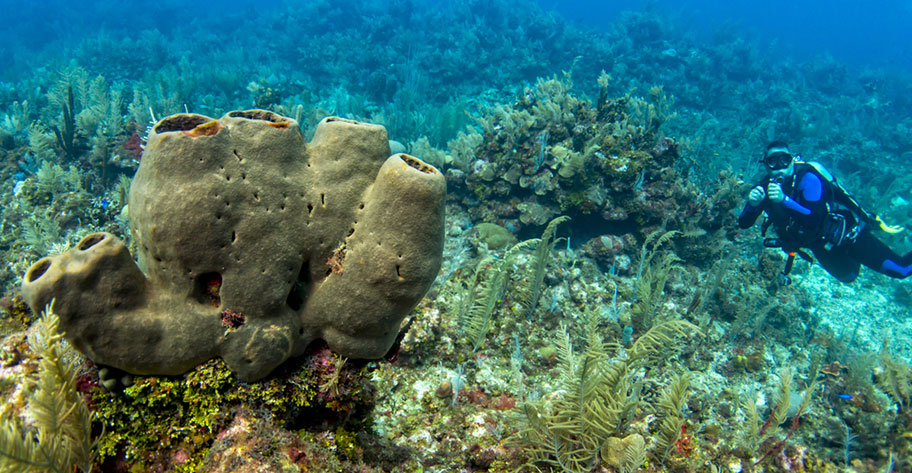 Korallenriff Honduras Rundreisen und Hotels