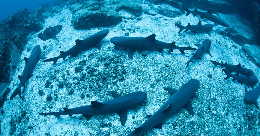 Mexico Tauchreisen Höhle der schlafenden Haie