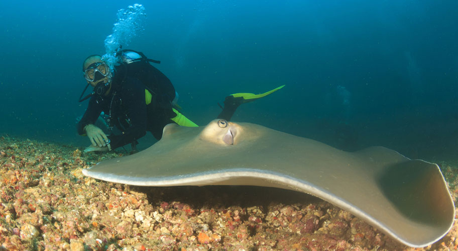 Sting Ray Belize Tauchreisen Angebote