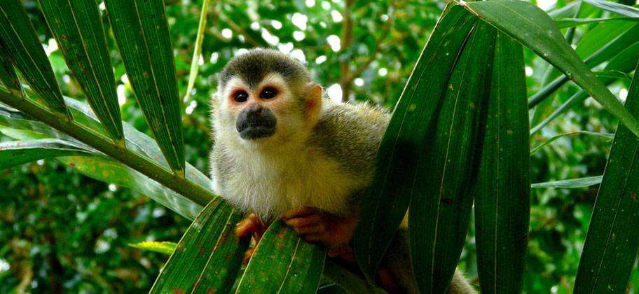 Totenkopfäffchen Costa Rica Abenteuer Reisen