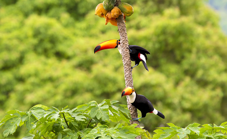 Tucan Nationaltier Nicaragua