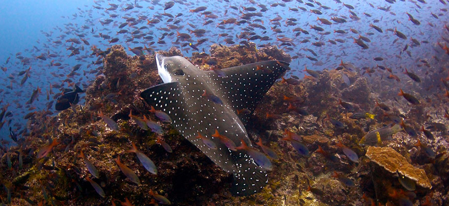 Unterwasser nationalpark Costa Rica Angebote Hotels
