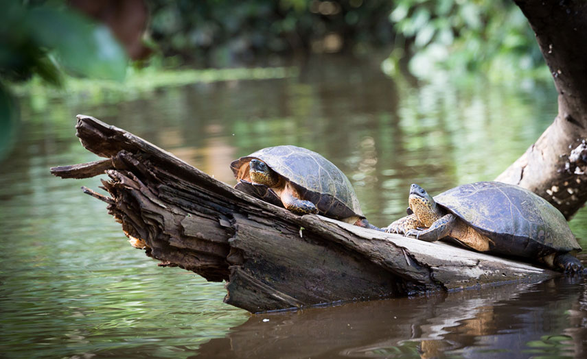 Tortuguero Nationalpark Schildkröten