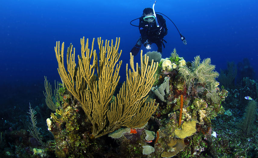Taucher Belize Barrier Reef