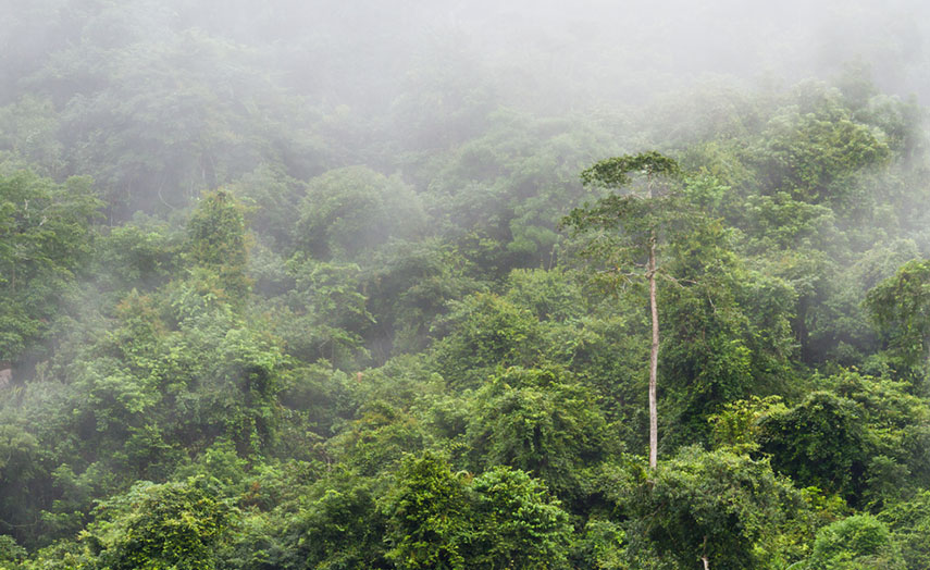 Unberührte Urwälder in Belize