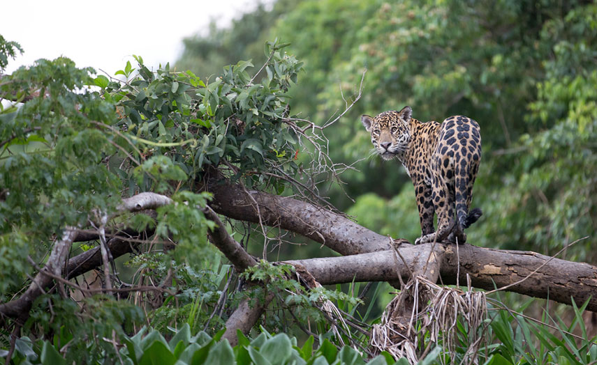 Jaguar im Urwald Costa Ricas