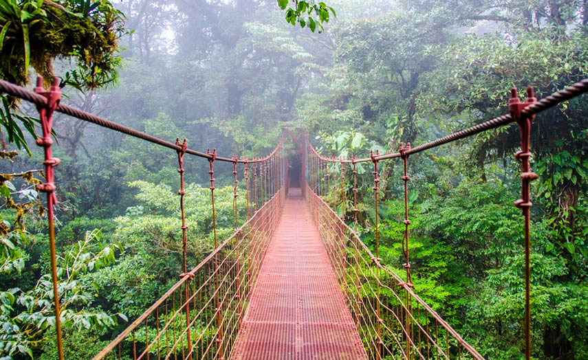 Nebelwald Moteverde in Costa Rica