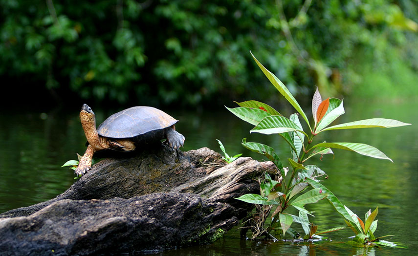 Schilkröte im Urwald Costa Ricas