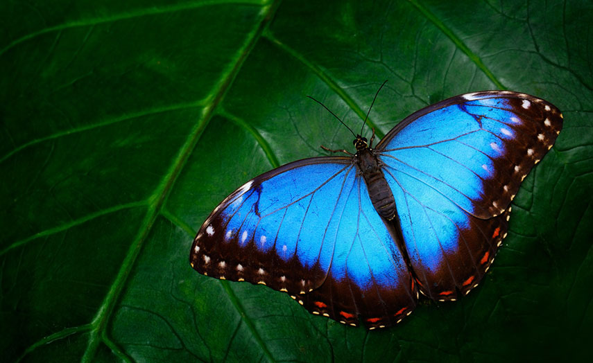 Schmetterling im Urwald von Costa Rica