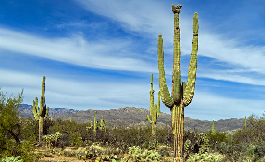 Sonora Wüste - Mexiko Tipps