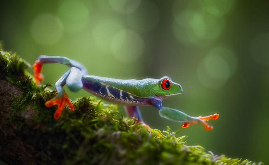 Frosch im Urwald von Costa Rica