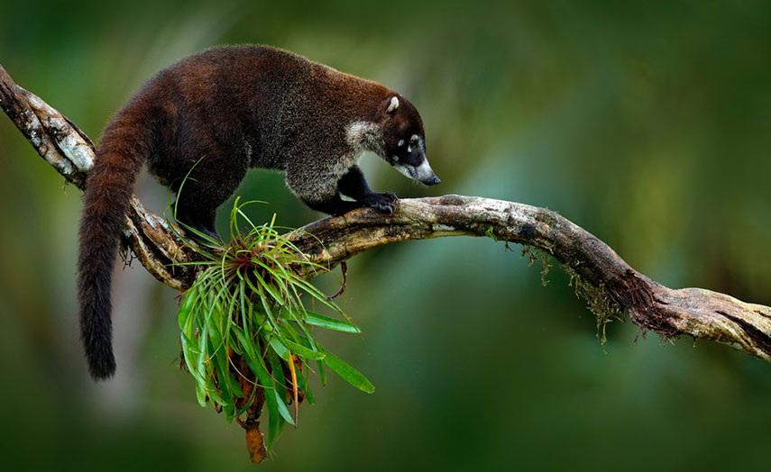 Waschbär im Urwald von Costa Rica