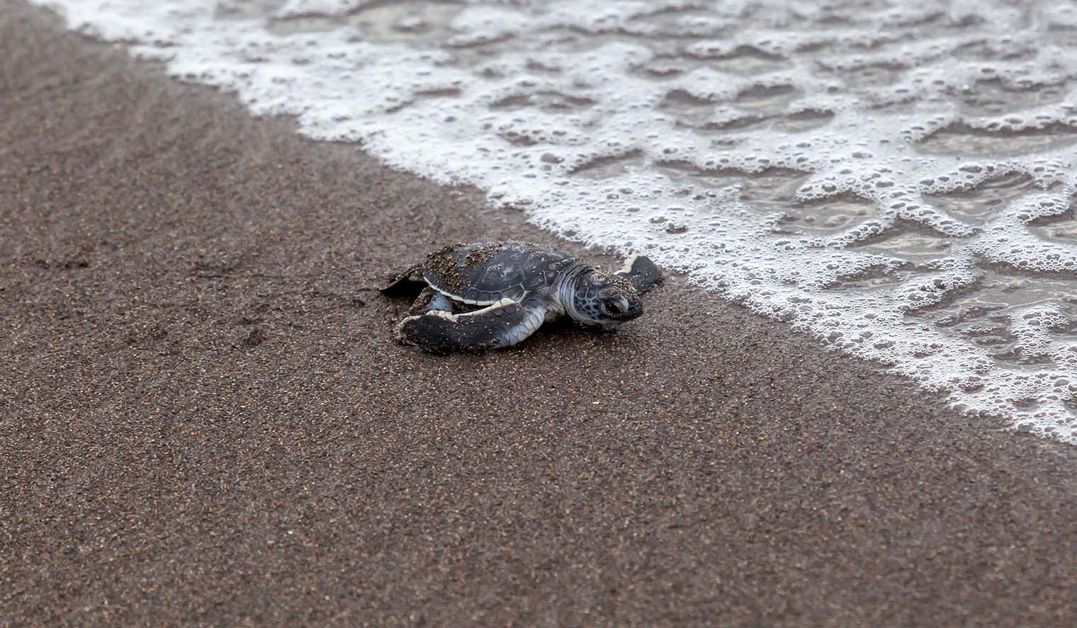 Schildkröte auf Costa Rica Gruppenreise