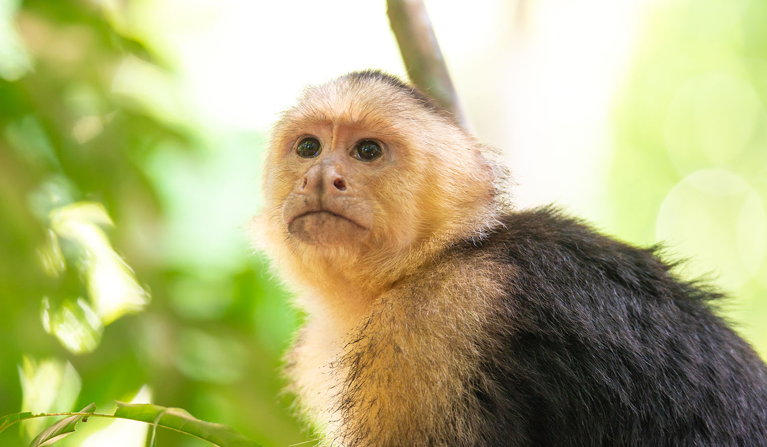 Kapuzineraffe auf Costa Rica Reisen