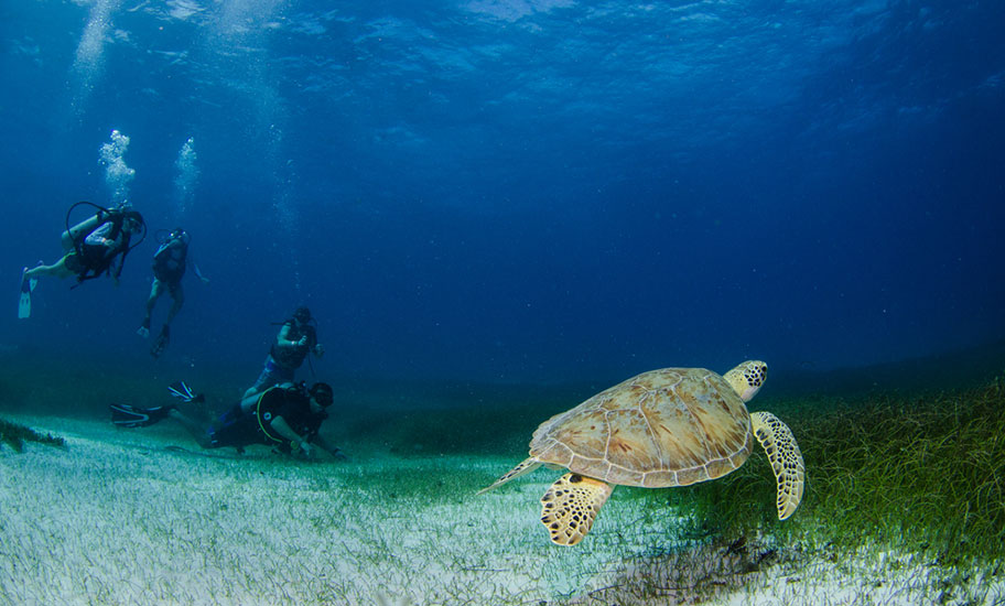 Costa Rica Tauchen Schildkröte