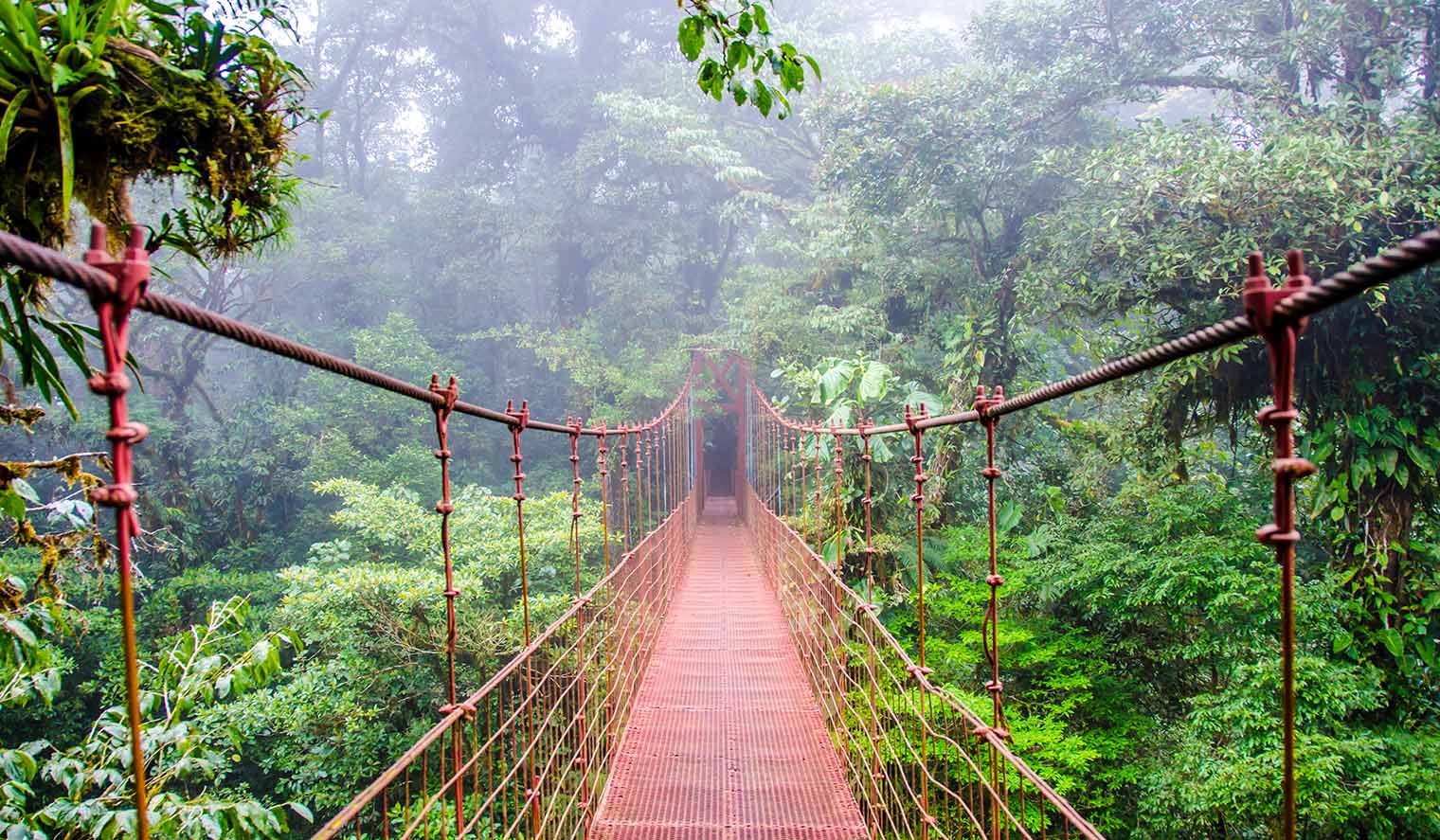 Hängebrücke im Monteverde Nebelwald